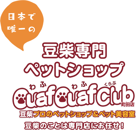 日本で唯一の豆柴専門ペットショップ Ouaf Ouaf Club